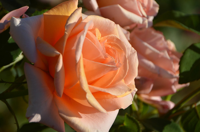 Orange Roses, Rose Garden, Point Defiance Park Tacoma, Washington, July 10, 2017 32 full