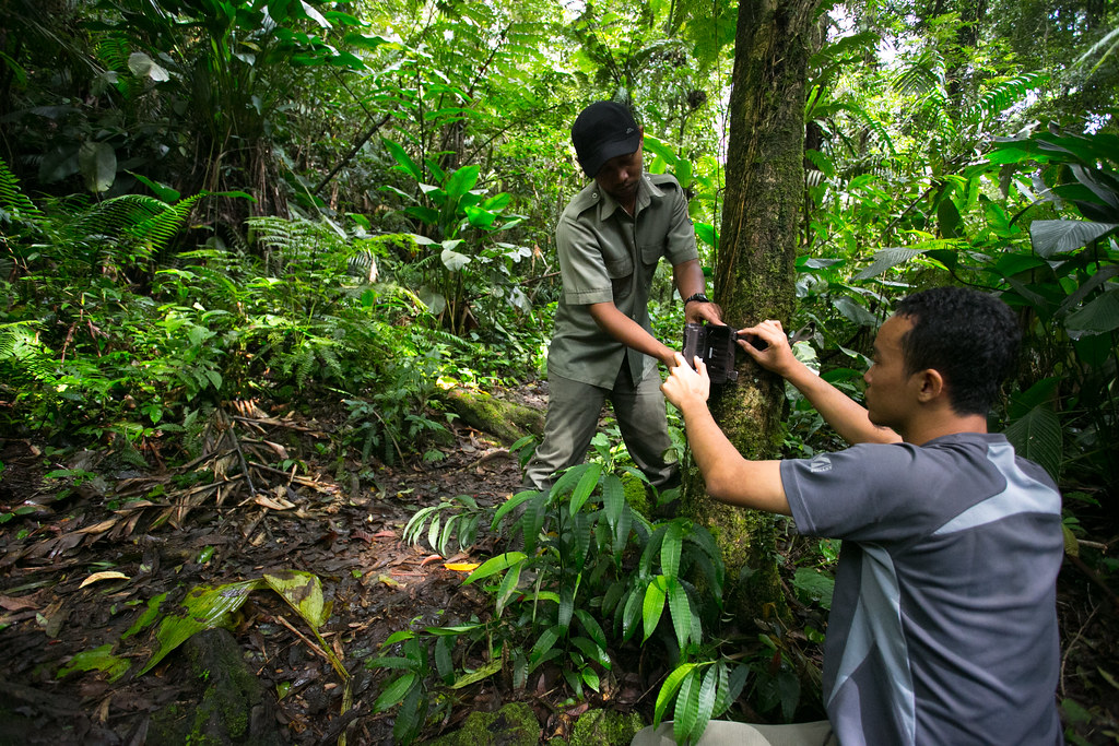 Center for International Forestry Research (CIFOR) researcher Age Kridalaksana (right) and a national park officer install a camera trap. One...