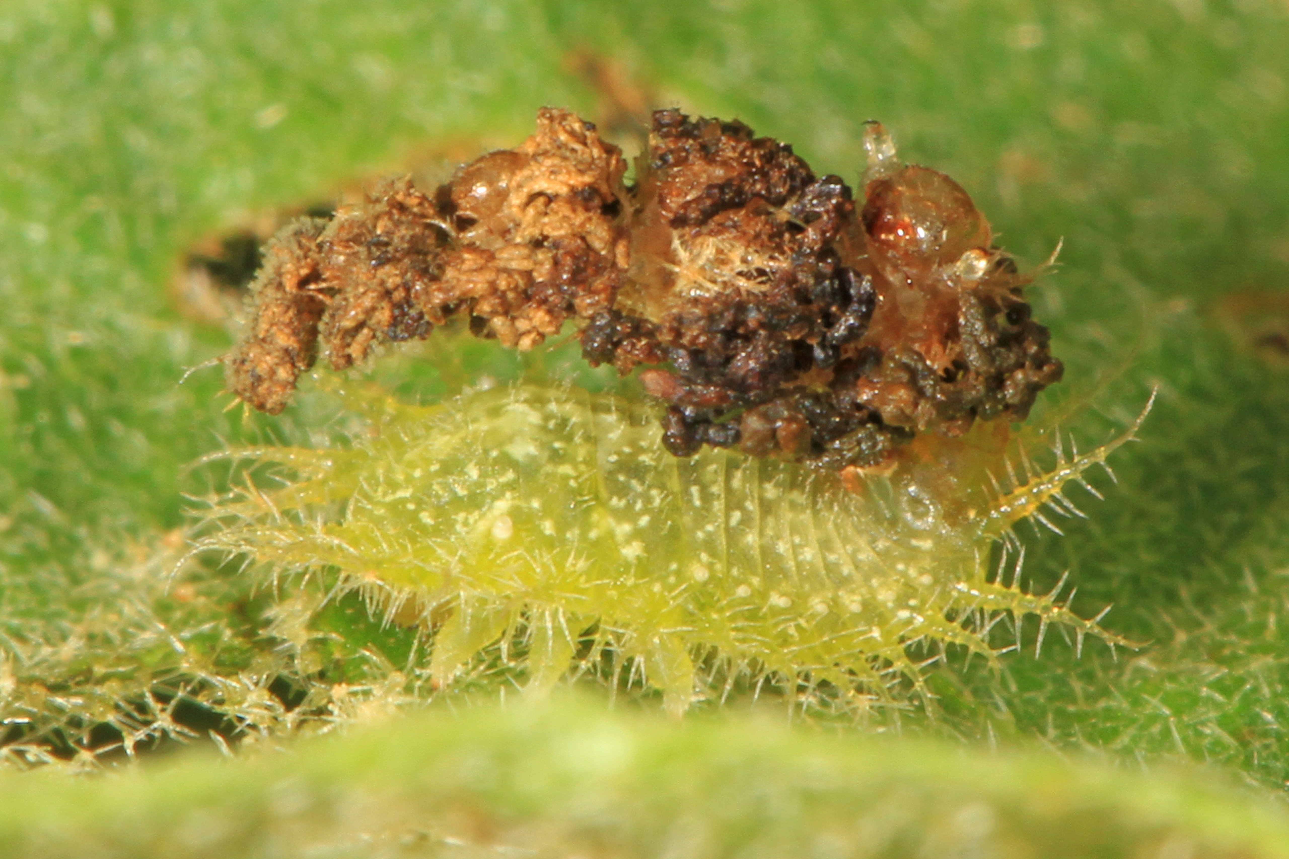 Eggplant Tortoise Beetle larva - Gratiana pallidula with poop shield, Meadowood Farm SRMA, Mason Neck, Virginia