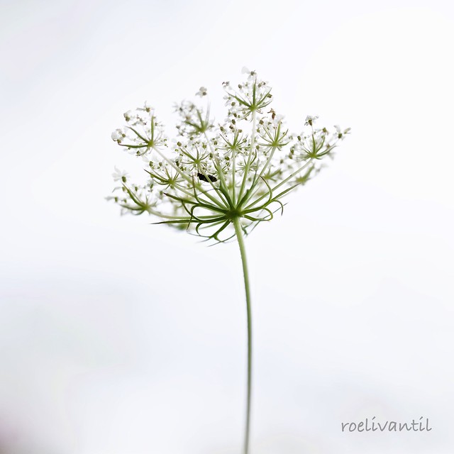 Queen Anne's Lace (2)