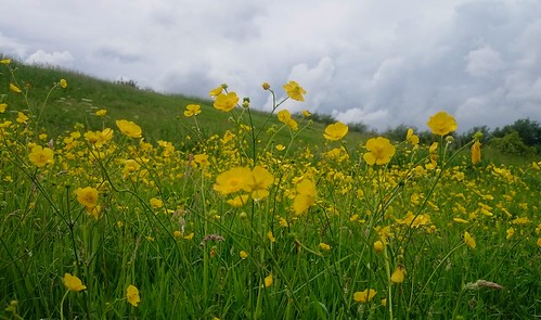 buttercups fields flower landscape countryside uk 7dwf flora