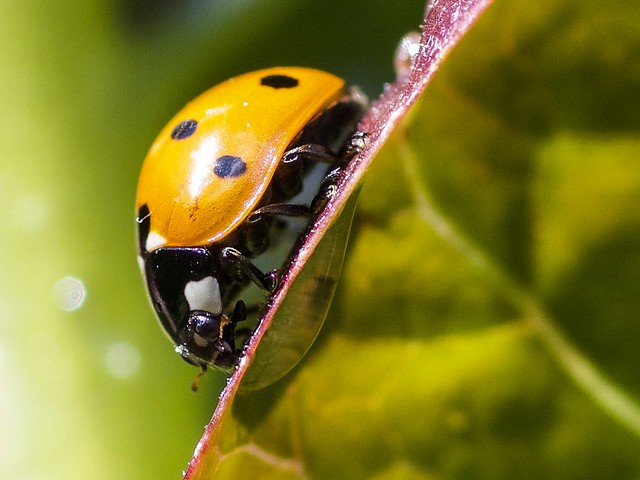 Ladybug on lettuce leaf after rain