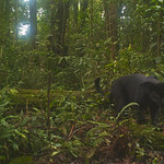 Panther walking in the forest A panther caught on a camera trap in Gunung Halimun Salak National Park, West Java, Indonesia.   

Photo courtesy of Center for International Forestry Research (CIFOR).  

&lt;a href=&quot;http://cifor.org&quot; rel=&quot;nofollow&quot;&gt;cifor.org&lt;/a&gt;

&lt;a href=&quot;http://blog.cifor.org&quot; rel=&quot;nofollow&quot;&gt;blog.cifor.org&lt;/a&gt;

If you use one of our photos, please credit it accordingly and let us know. You can reach us through our Flickr account or at: cifor-mediainfo@cgiar.org and m.edliadi@cgiar.org