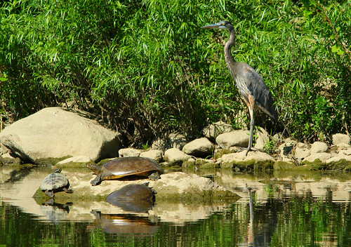 tortoise turtle turtles blueheron heron awesome great blue heronlondon ontarioontariocanadadarrell colby