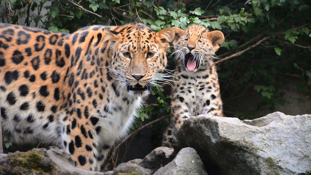 The discovery tour was very exhausting  | Amur Leopard family