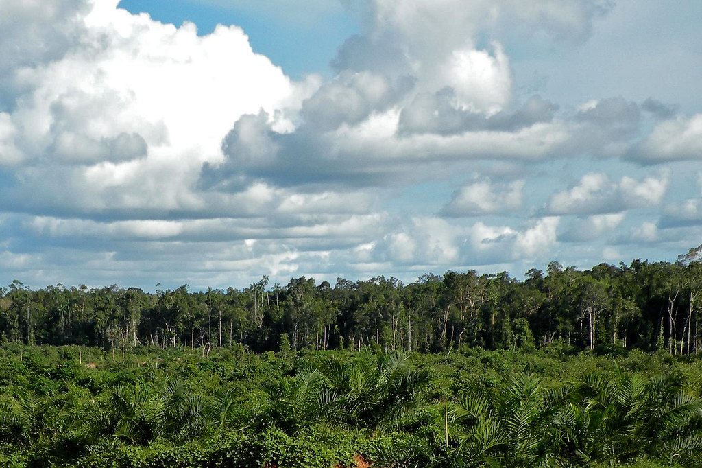 Contrast between oil palm plantation and the forest, Papua, Indonesia.