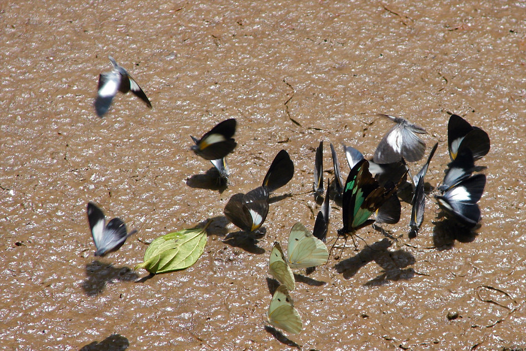 Butterflies in Uganda's forest, February, 2008.