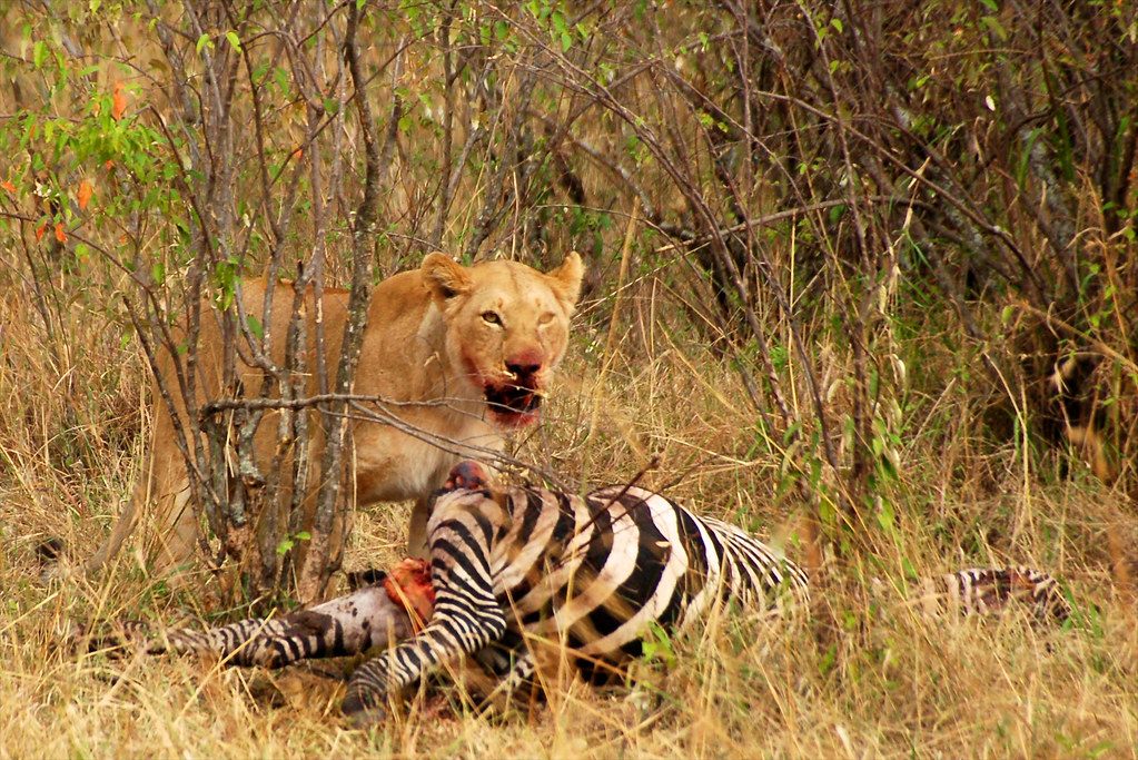 A female lion (Panthera leo) feasts on a zebra in Kenya.