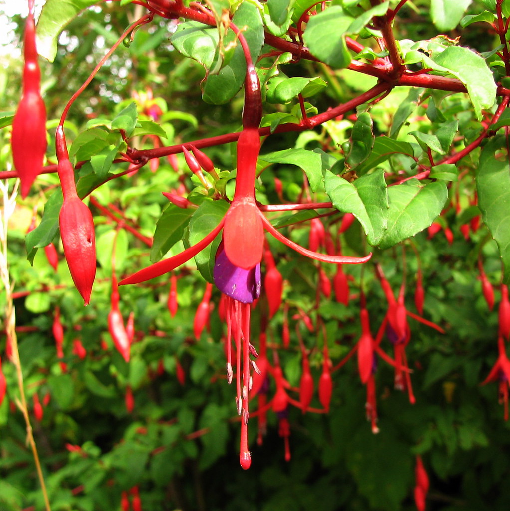 Ballet of the fuschia blossoms | Growing wild along the road… | Flickr