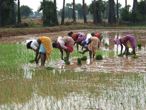 Planting the Paddy | by irdtmettupalayam