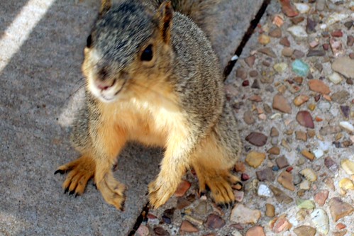 Squirrels Gone Wild | by strph