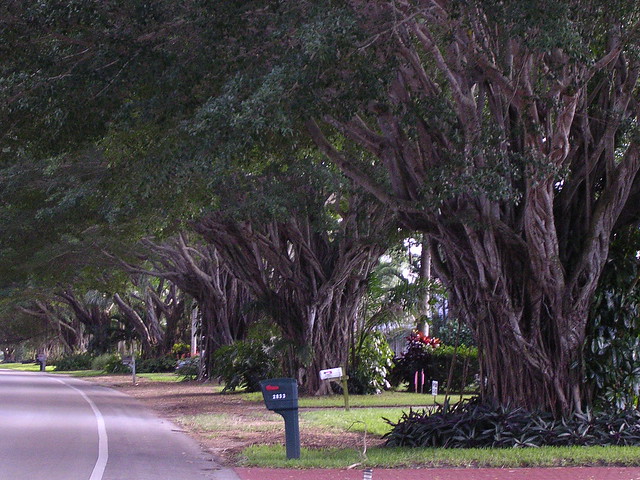 Crayton Road, now this is a tree-lined street!