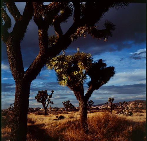 Joshua Tree - Medium Format | Julie G | Flickr