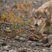 Flickr photo 'Wolf at Savage River, Denali NP' by: StevenErat.