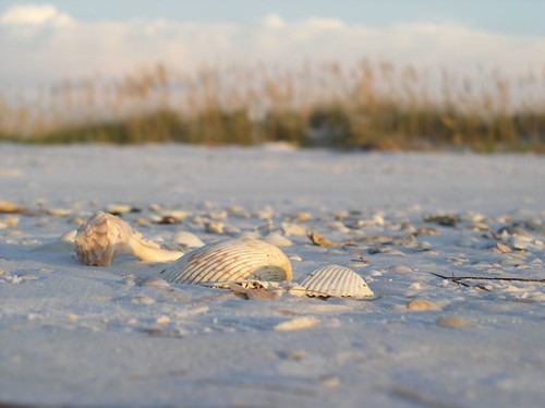 Shells | by Ryan Staake