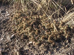 Neidpath Cactus