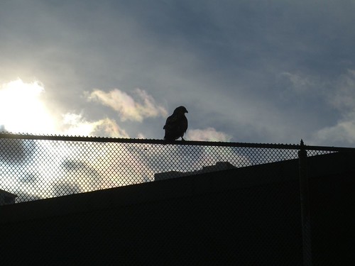 silverdome hawk | by acedawg