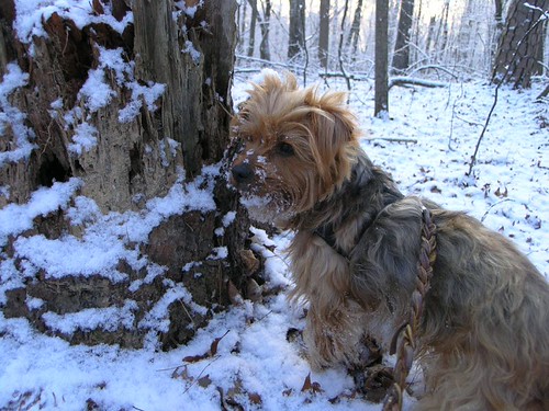 these are the cat breeds most compatible with your zodiac sign and norwegian forest cat on stump norwegian forest cat on stump