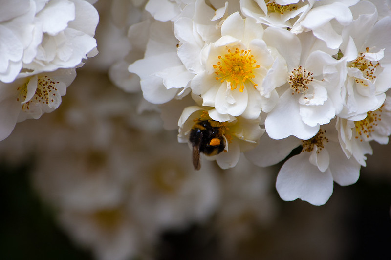 A bee on roses