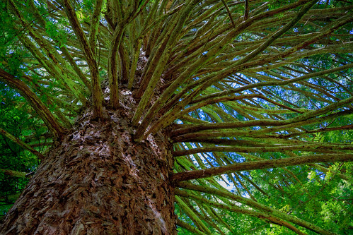 abstractlandscape bark bayofplenty branches canon canon50d cypresses landscape nature newzealand northisland onetree partsoftrees redwoods rotorua singletree tree treetrunk whakarewarewaforest nz
