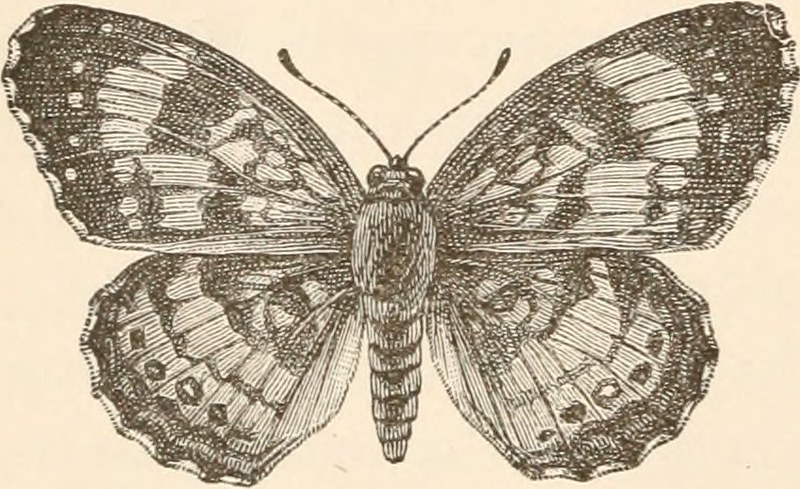 Image from page 177 of 