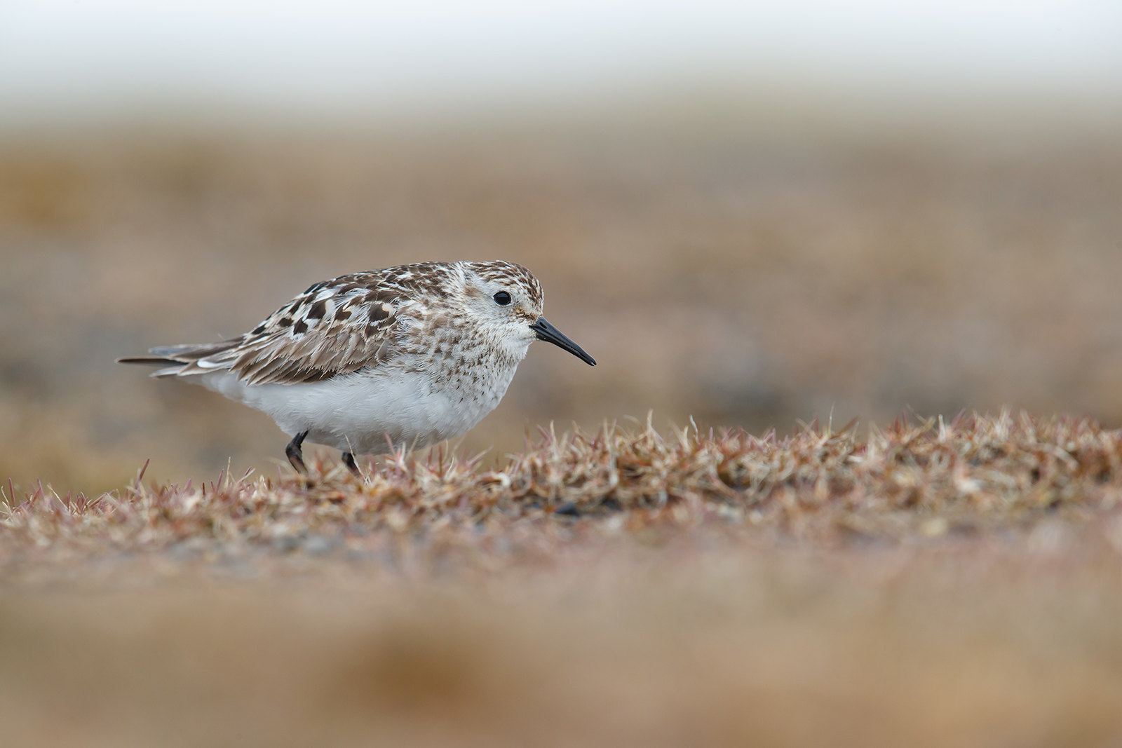 Calidris bairdii | Baird's Sandpiper | gulbröstad snäppa