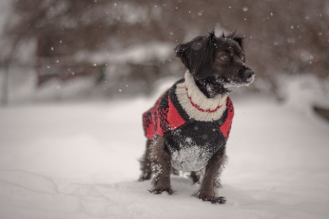 Gino #dog #doxie #wienerdog #mammal #pet #snow #winter #noperson #portrait #canine #outdoors #puppy #animal