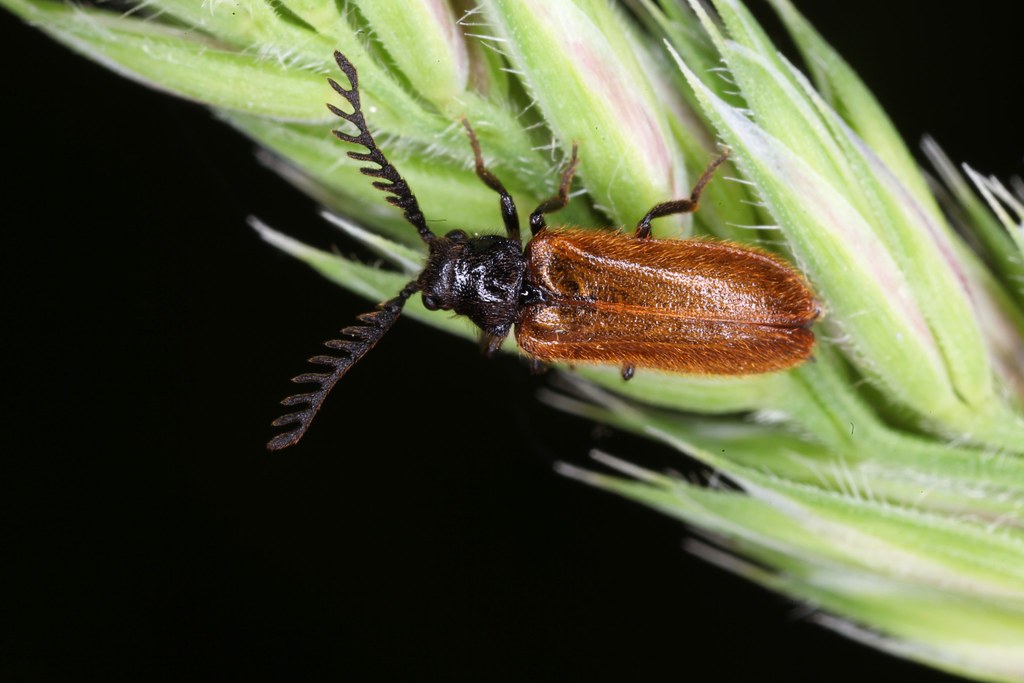 Drilus flavescens mâle, le drile jaunâtre. | Christian HUGUES | Flickr