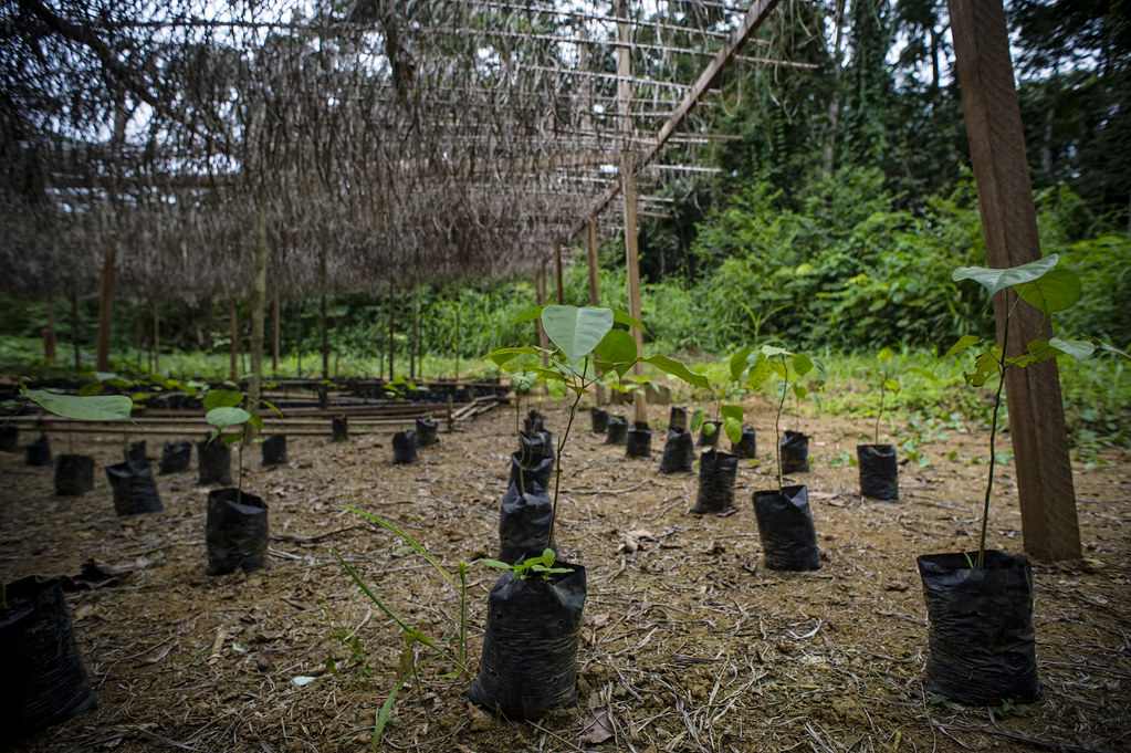 Tree nursery in the village of Ngon, Ebolowa District, Cameroon.