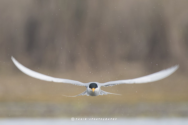 The river tern