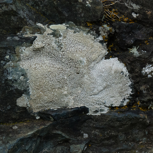 Lichen, coastal path, Cornwall