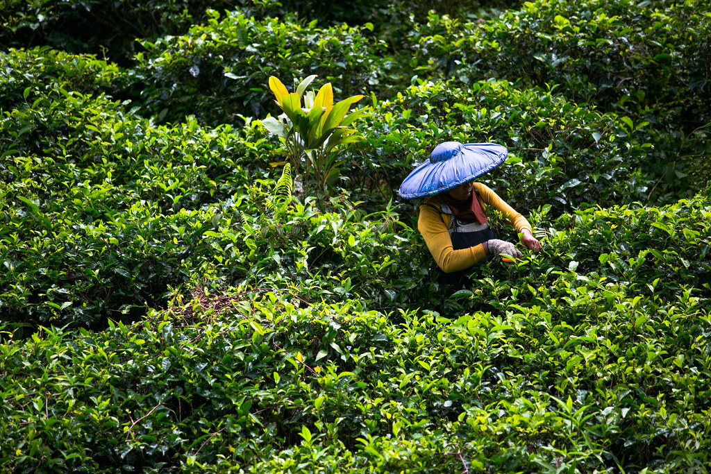 A woman picking tea on a tea plantation in Gunung Halimun-Salak national park, Java, Indonesia.