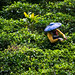 Woman working in tea plantation