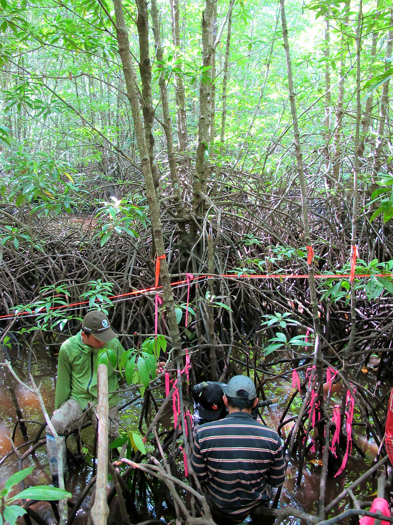 Center for International Forestry Research (CIFOR) study on above-ground and below-ground biomass in mangrove ecosystems, part of Sustainable Wetlands Adaptation...