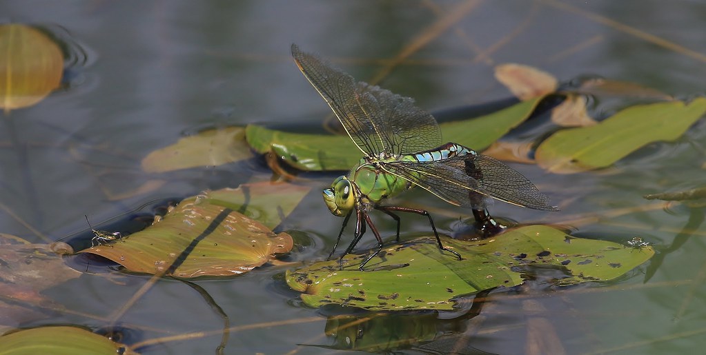 Emperor Dragonfly - Female (Anax imperator)