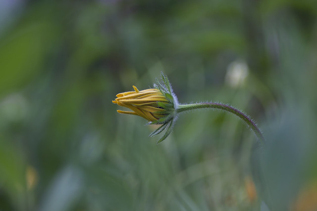 Summer Bloom (Echinacea)