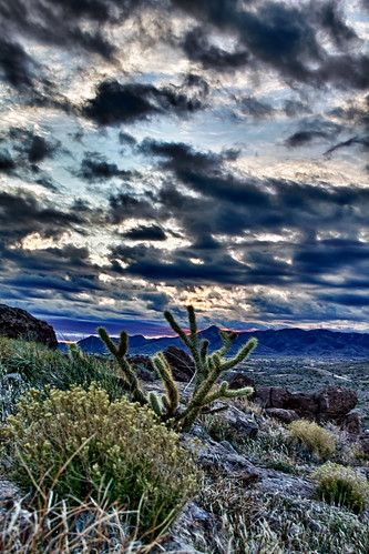 cactus arizona landscape cerbatmountains kingman sunrise cindyslater