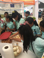 Hundreds gain new skills in onion, sheep and honey production in Belize