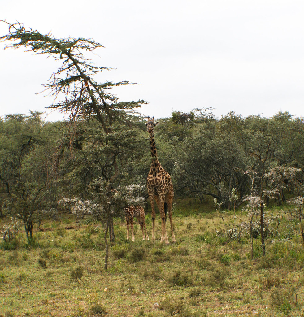 Giraffes in Kenya. Photo by Terry Sunderland/CIFOR cifor.org blog.cifor.org If...