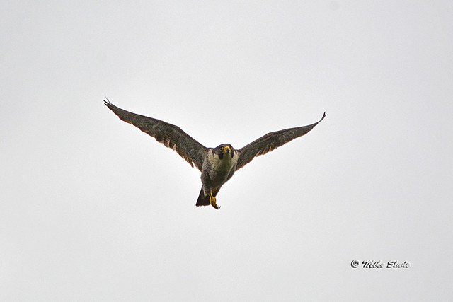 Peregrine Falcon (f)