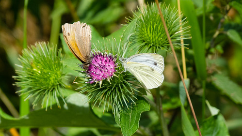 Meadow brown and small white butterflies on thistle flower