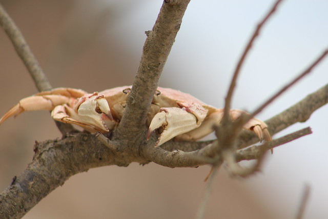 Tree-climbing crabs of the north Atlantic