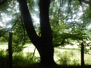 Tree, fence and light Dorking Circular