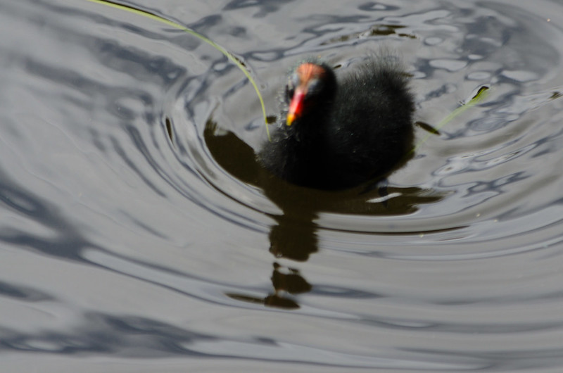 Tiny moorhen chick, recently emerged