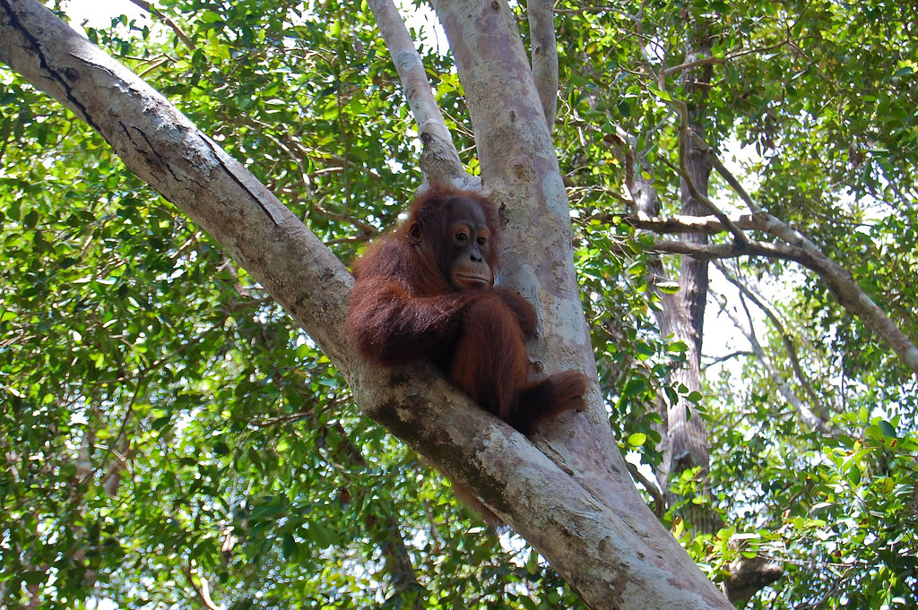 A young orangutan (Pongo pygmaeus) at Tanjung Puting National Park. The park which is 3,040km² has a number of different...