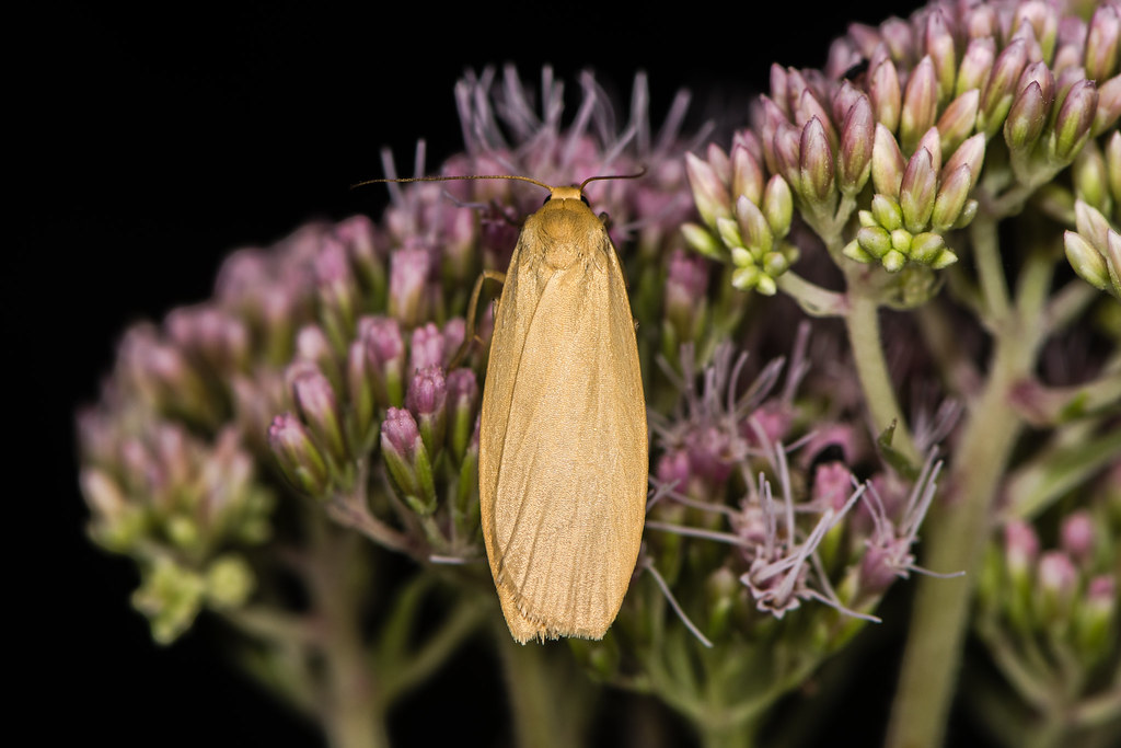 Orange footman moth (Eilema sororcula) on flower