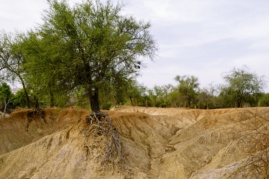 A tributary of the Nouhou river dried up due to the low water level, Boromo, Burkina Faso.