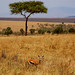 Wildlife in Kenya