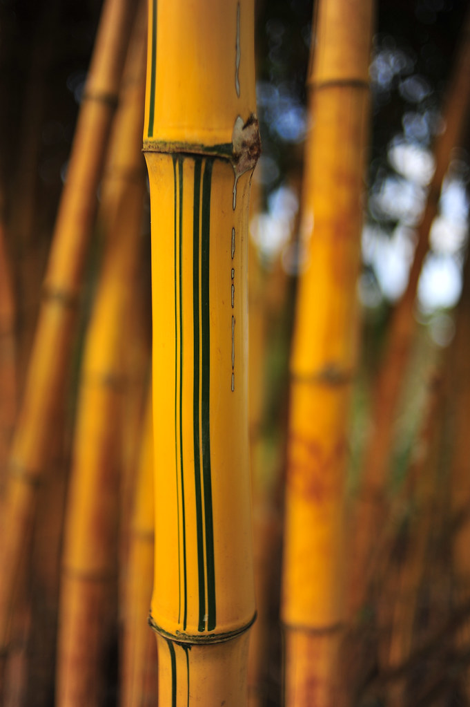 Bamboo in the Amazon rainforest, Brazil.