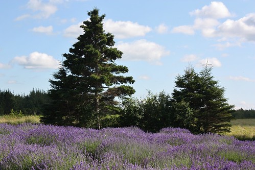 seafoam novascotia canada lavender field trees purple